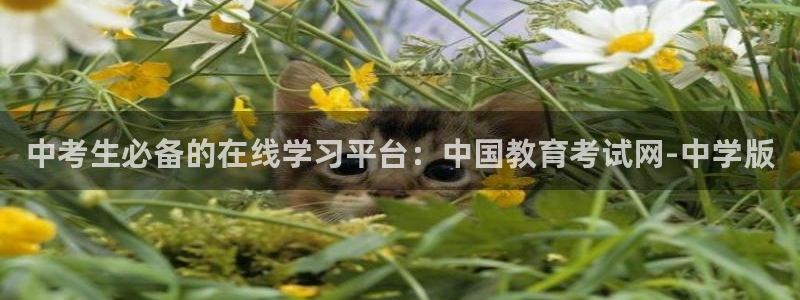 安信t12
